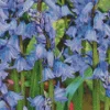 Bluebells Plants Diamond Painting