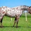 Appaloosa Leopard Diamond Painting