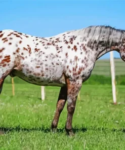 Appaloosa Leopard Diamond Painting