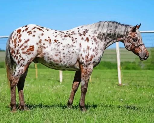 Appaloosa Leopard Diamond Painting