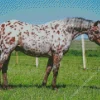 Appaloosa Leopard Diamond Painting