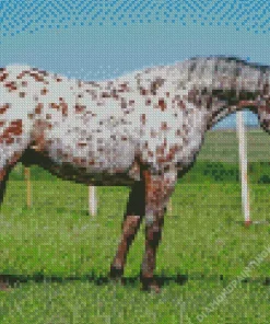 Appaloosa Leopard Diamond Painting