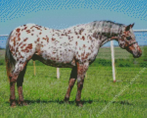 Appaloosa Leopard Diamond Painting