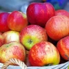 Basket Of Apples Diamond Painting