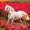 Beautiful White Stallion Diamond Painting