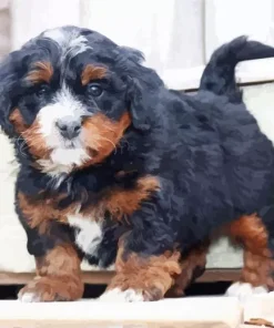 Bernedoodle Puppy Diamond Painting