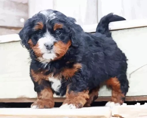 Bernedoodle Puppy Diamond Painting