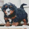 Bernedoodle Puppy Diamond Painting