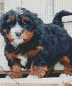 Bernedoodle Puppy Diamond Painting