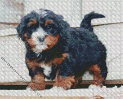 Bernedoodle Puppy Diamond Painting