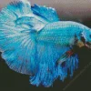 Betta Fish Diamond Painting