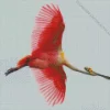 Big Pink Bird Diamond Painting