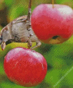 Bird Apple Tree Diamond Painting