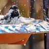 Bird Bath Diamond Painting