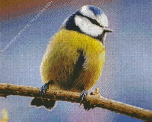 Bird Blue Tit Diamond Painting