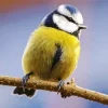 Bird Blue Tit Diamond Painting