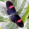 Black And Red Butterfly Diamond Painting