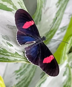 Black And Red Butterfly Diamond Painting