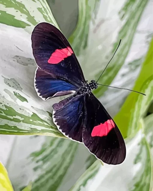 Black And Red Butterfly Diamond Painting