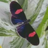 Black And Red Butterfly Diamond Painting