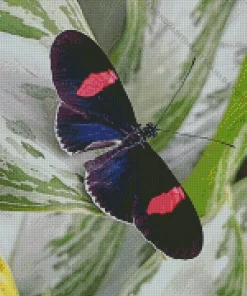 Black And Red Butterfly Diamond Painting