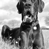 Black And White Great Dane Diamond Painting