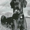 Black And White Great Dane Diamond Painting