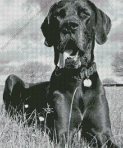 Black And White Great Dane Diamond Painting