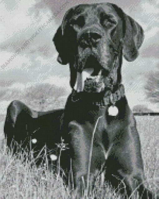 Black And White Great Dane Diamond Painting