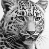 Black And White Leopard Diamond Painting