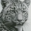 Black And White Leopard Diamond Painting