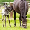 Black Appaloosa Horse Diamond Painting