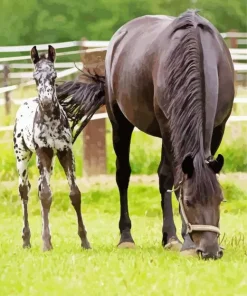 Black Appaloosa Horse Diamond Painting