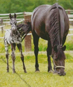 Black Appaloosa Horse Diamond Painting