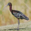 Black Ibis Bird Diamond Painting