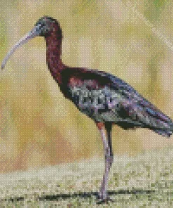 Black Ibis Bird Diamond Painting