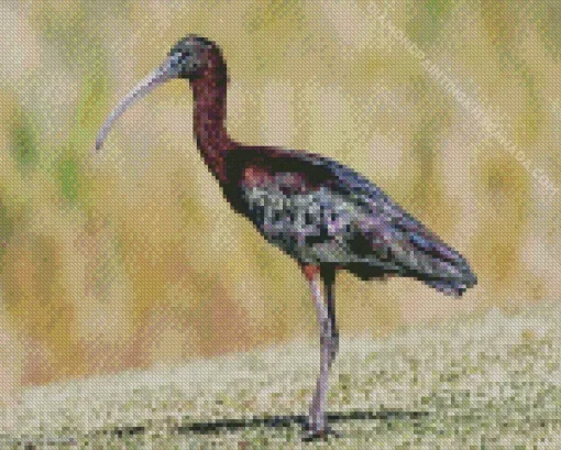 Black Ibis Bird Diamond Painting