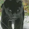 Black Jaguar Diamond Painting