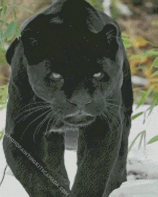 Black Jaguar Diamond Painting