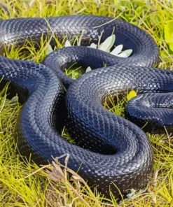 Blue Bellied Black Snake Diamond Painting