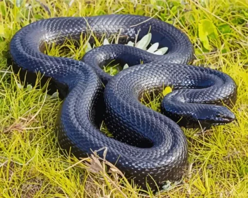 Blue Bellied Black Snake Diamond Painting