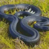 Blue Bellied Black Snake Diamond Painting