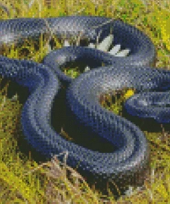 Blue Bellied Black Snake Diamond Painting