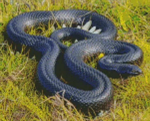 Blue Bellied Black Snake Diamond Painting