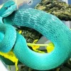 Blue Bush Viper Diamond Painting