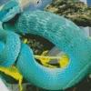 Blue Bush Viper Diamond Painting