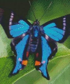 Blue Butterfly Diamond Painting