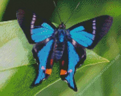 Blue Butterfly Diamond Painting