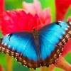 Blue Butterfly And Red Flowers Diamond Painting