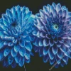 Blue Chrysanthemum Flowers Diamond Painting